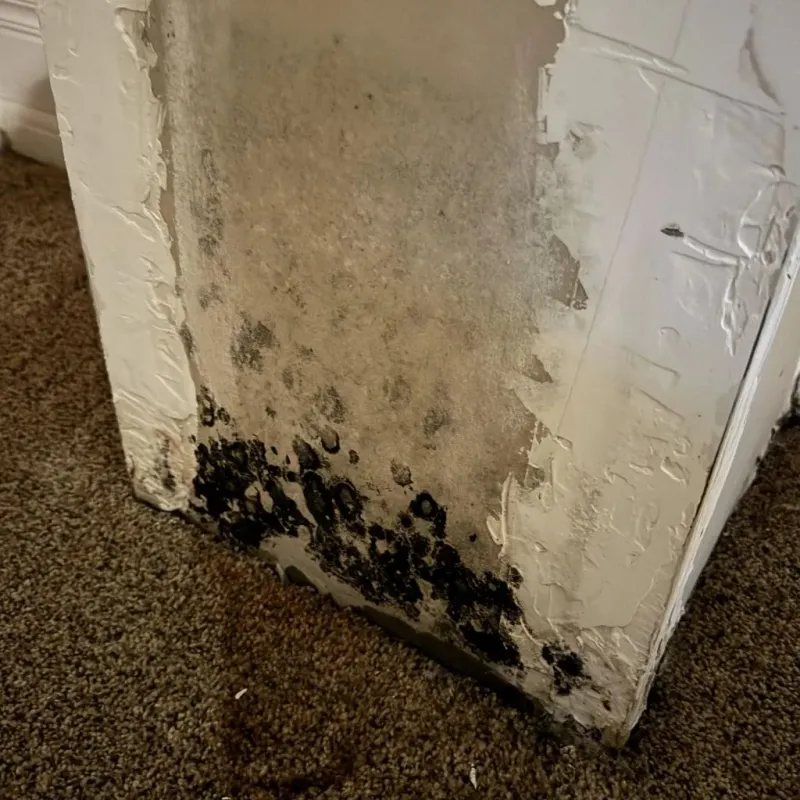 Professional Mold Removal in Clever, MO